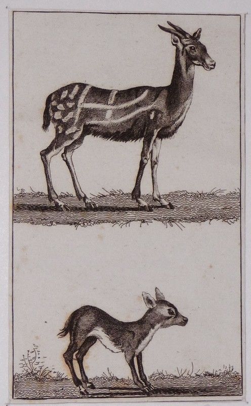 Gravure ancienne : Le guib - Le chevrotin