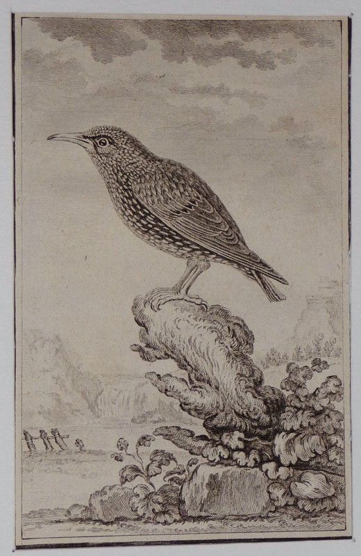 Gravure fin 18e de Jacques de Sève : L'étourneau