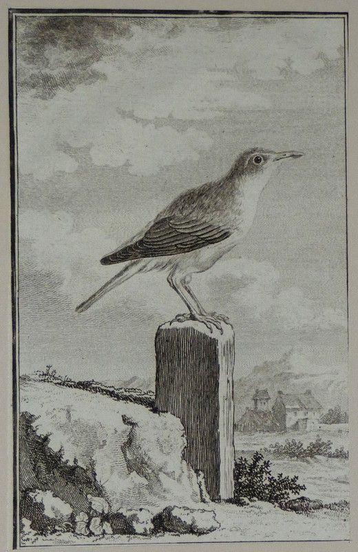 Gravure fin 18e de Jacques de Sève : La rousserolle