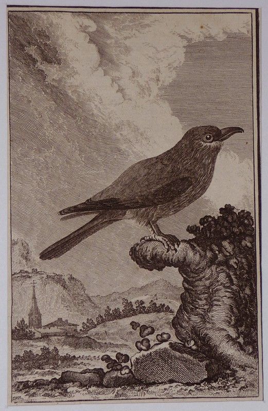 Gravure fin 18e de Jacques de Sève : Le rollier d'Europe