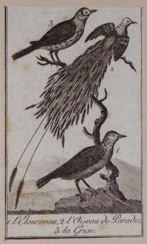 Gravure fin 18e : L'étourneau - L'oiseau de paradis - La grive