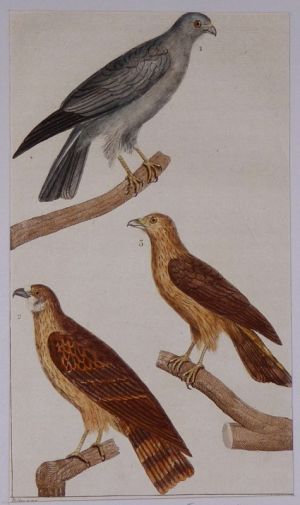Gravure ancienne de Prêtre : L'oiseau St Martin - La soubuse - Le busard