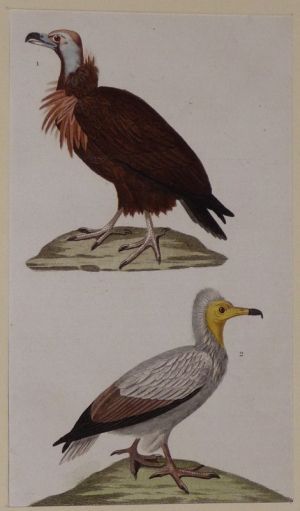 Gravure ancienne de Prêtre : Le vautour à aigrettes - Le petit vautour
