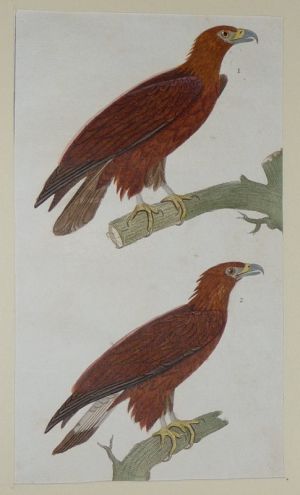 Gravure ancienne de Prêtre : Le grand aigle - Aigle commun