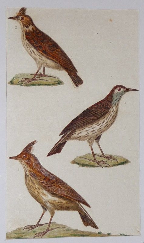 Gravure ancienne de Prêtre : Le sirli - Le cochevis - Le lulu