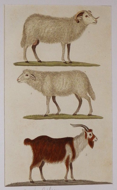 Gravure ancienne de Prêtre : Le bélier - La brebis - Le bouc