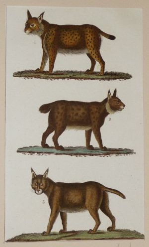 Gravure ancienne de Prêtre : Le lynx - Le lynx du Canada - Le caracal