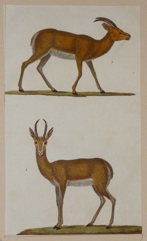 Gravure ancienne de Prêtre : La gazelle - La corine 