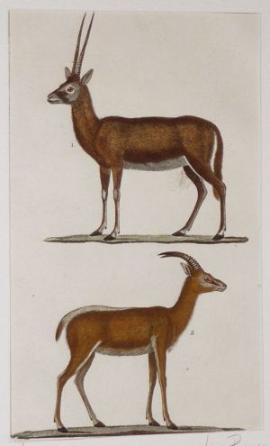 Gravure ancienne de Prêtre : Le pasan - La gazelle à bourse sur le dos