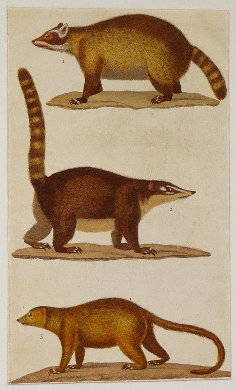 Gravure ancienne de Prêtre : Le raton crabier - Le coati - Le kinkajou