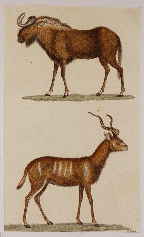 Gravure ancienne de Prêtre : Le gnou - Le condoma