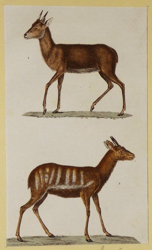 Gravure ancienne de Prêtre : Le grimme - Le guib