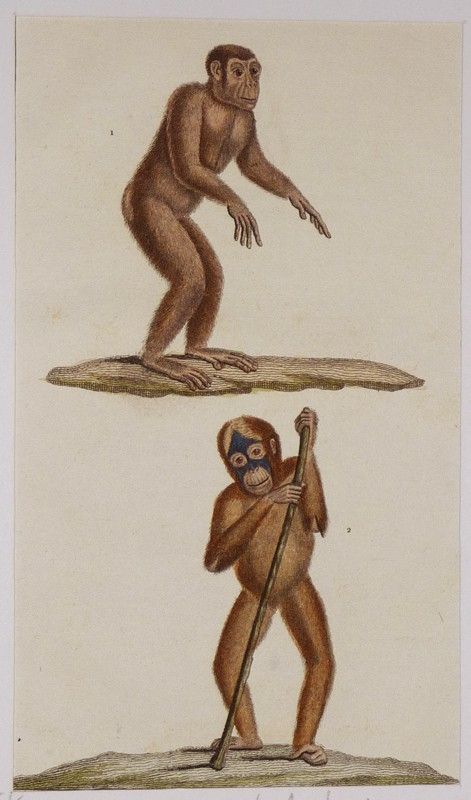 Gravure ancienne de Prêtre : Le jocko - Le pongo