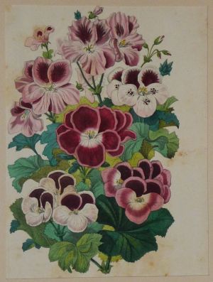 Gravure XIXe siècle : Pelargoniums
