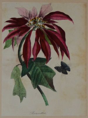 Gravure XIXe siècle : Poinsettia