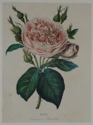 Gravure XIXe siècle de Oudet : Rose