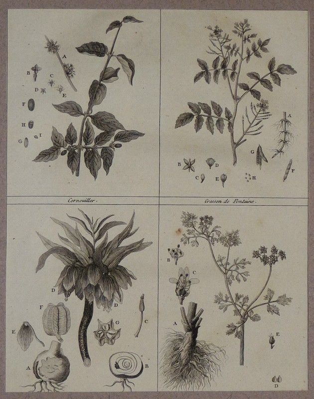 Gravure de Sellier : Cornouiller - Cresson de Fontaine - Couronne impériale - Coriandre (Cours complet d'agriculture de Rozier, 1783)