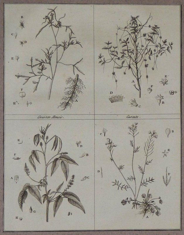 Gravure de Sellier : Cresson Allenois - Cuscute - Culen ou Thé à Foulon - Cresson des prés (Cours complet d'agriculture de Rozier, 1783)