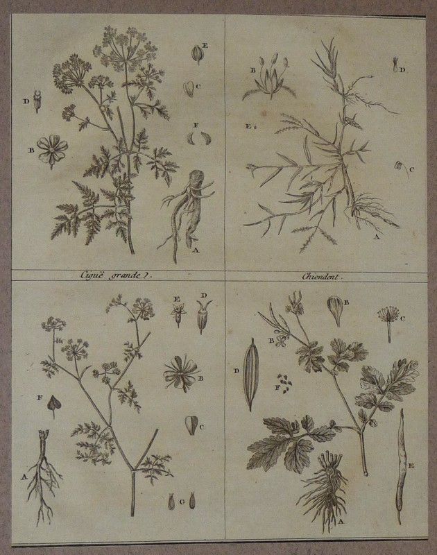 Gravure de Sellier : Ciguë grande - Chiendent - Ciguë aquatique - Chelidoine (Cours complet d'agriculture de Rozier, 1783)