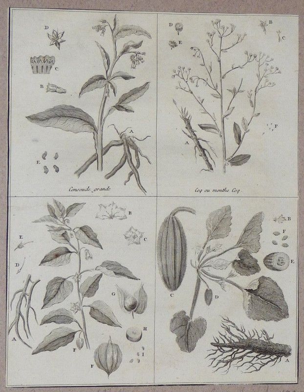 Gravure de Sellier : Consoude grande - Coq ou menthe coq - Coqueret ou Alkékenge - Concombre sauvage (Cours complet d'agriculture de Rozier, 1783)