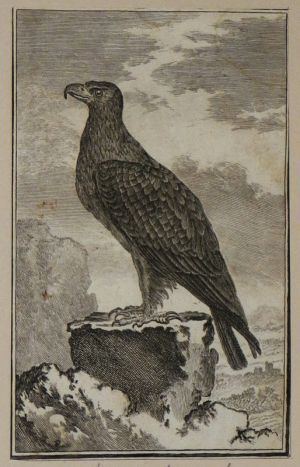 Gravure 18e siècle de Jacques de Sève : Le grand aigle