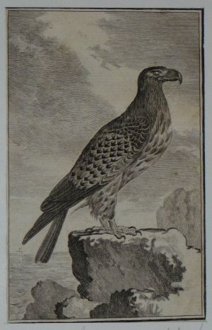 Gravure 18e siècle de Jacques de Sève : L'orfraie ou aigle de mer