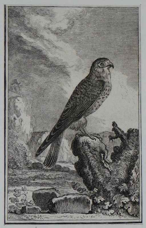 Gravure 18e siècle de Jacques de Sève : La Cresserelle