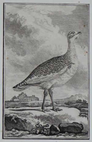 Gravure 18e siècle de Jacques de Sève : L'outarde