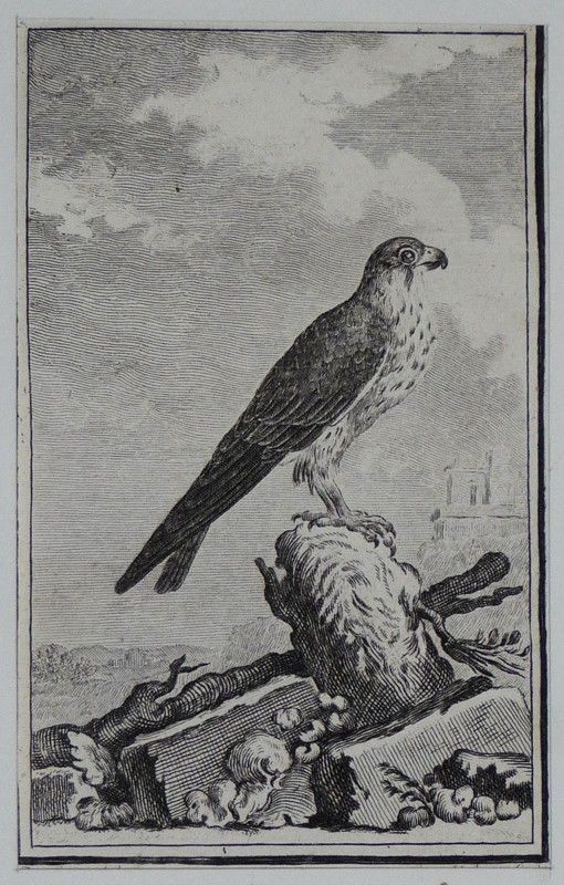 Gravure 18e siècle de Jacques de Sève : Le hobreau