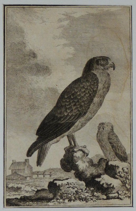 Gravure 18e siècle de Jacques de Sève : Le Jean-le-Blanc