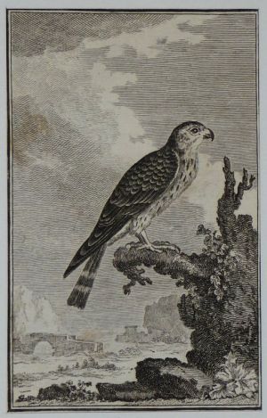 Gravure 18e siècle de Jacques de Sève : L'émérillon
