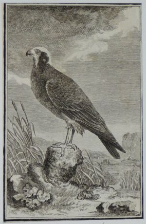 Gravure 18e siècle de Jacques de Sève : Le busard