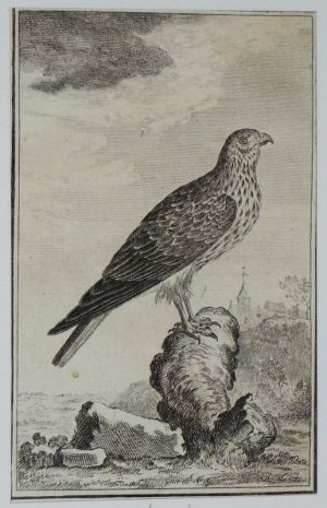 Gravure 18e siècle de Jacques de Sève : La soubuse
