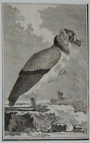 Gravure 18e siècle de Jacques de Sève : Le roi des vautours