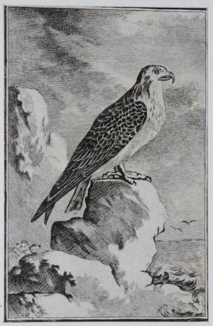 Gravure 18e siècle de Jacques de Sève : Le balbusard