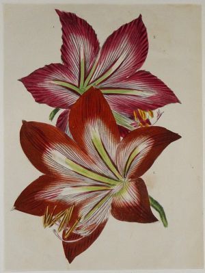 Gravure XIXe siècle : Amaryllis hybride : Coccinea patula - Pulverulenta nova