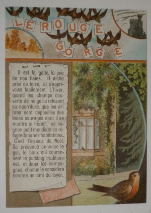Illustration tirée de "La Gazette des enfants" (fin XIXe siècle) : Le rouge-gorge