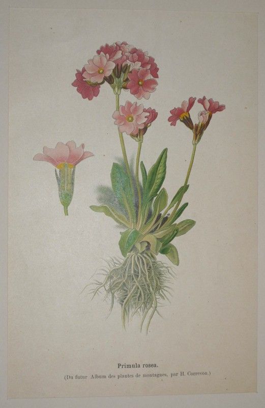 Gravure : Primula rosea