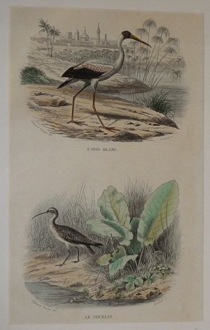 Gravure de Traviès pour illustrer Buffon (fin XIXe siècle) : Ibis blanc - Courlis
