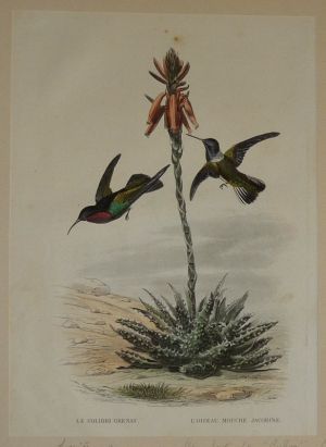 Gravure de Traviès pour illustrer Buffon (fin XIXe siècle) : Colibri grenat - Oiseau mouche jacobine