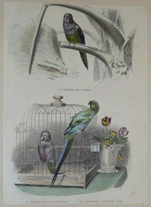 Gravure de Traviès pour illustrer Buffon (fin XIXe siècle) : Perruche souris - Perruche à moustache - Perruche à collier rose