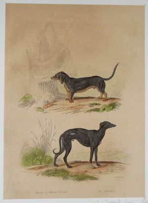 Gravure de Traviès pour illustrer Buffon (XIXe siècle) : Basset à jambes torses - Lévrier