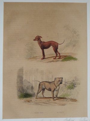 Gravure de Traviès pour illustrer Buffon (XIXe siècle) : Chien turc - Dogue
