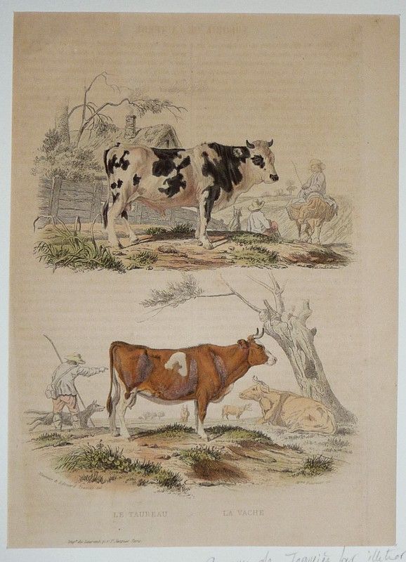 Gravure de Traviès pour illustrer Buffon (XIXe siècle) : Taureau - Vache