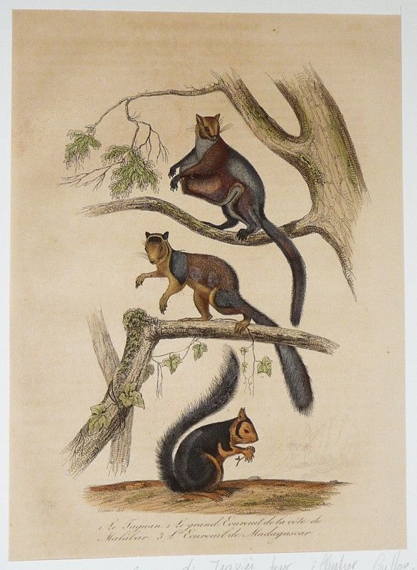 Gravure de Traviès pour illustrer Buffon (XIXe siècle) : Taguan - Grand écureuil de la côte de Malabar - Ecureuil de Madagascar