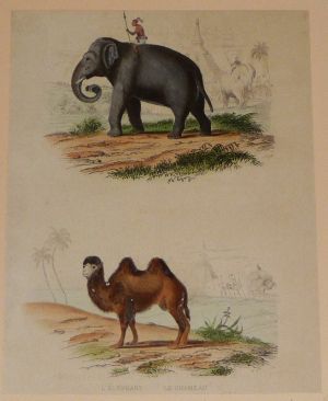 Gravure de Traviès pour illustrer Buffon (XIXe siècle) : Eléphant - Chameau