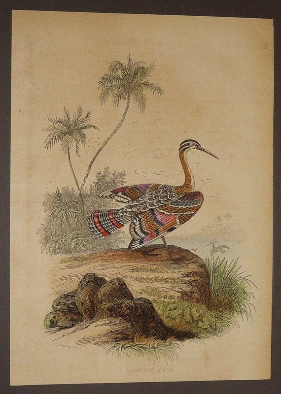 Gravure de Traviès pour illustrer Buffon (XIXe siècle) : Courale mâle