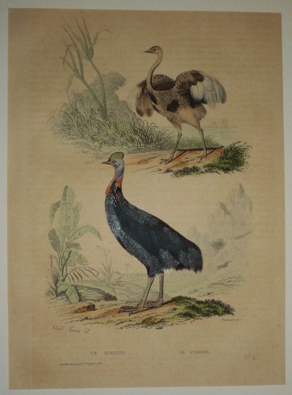 Gravure de Traviès pour illustrer Buffon (XIXe siècle) : Touyou - Casoar
