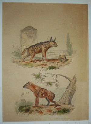 Gravure de Traviès pour illustrer Buffon (XIXe siècle) : Hyène rayée - Hyène tachetée
