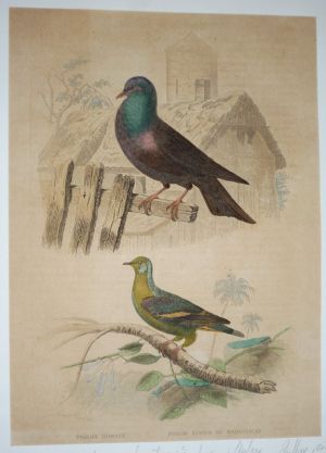 Gravure de Traviès pour illustrer Buffon (XIXe siècle) : Pigeon romain - Pigeon ramier de Madagascar